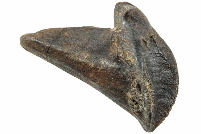 Rooted Ceratopsian Dinosaur Tooth - Judith River Formation #225852